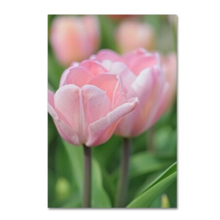 Cora Niele 'Tulip Flower Baronesse' Canvas Art,22x32